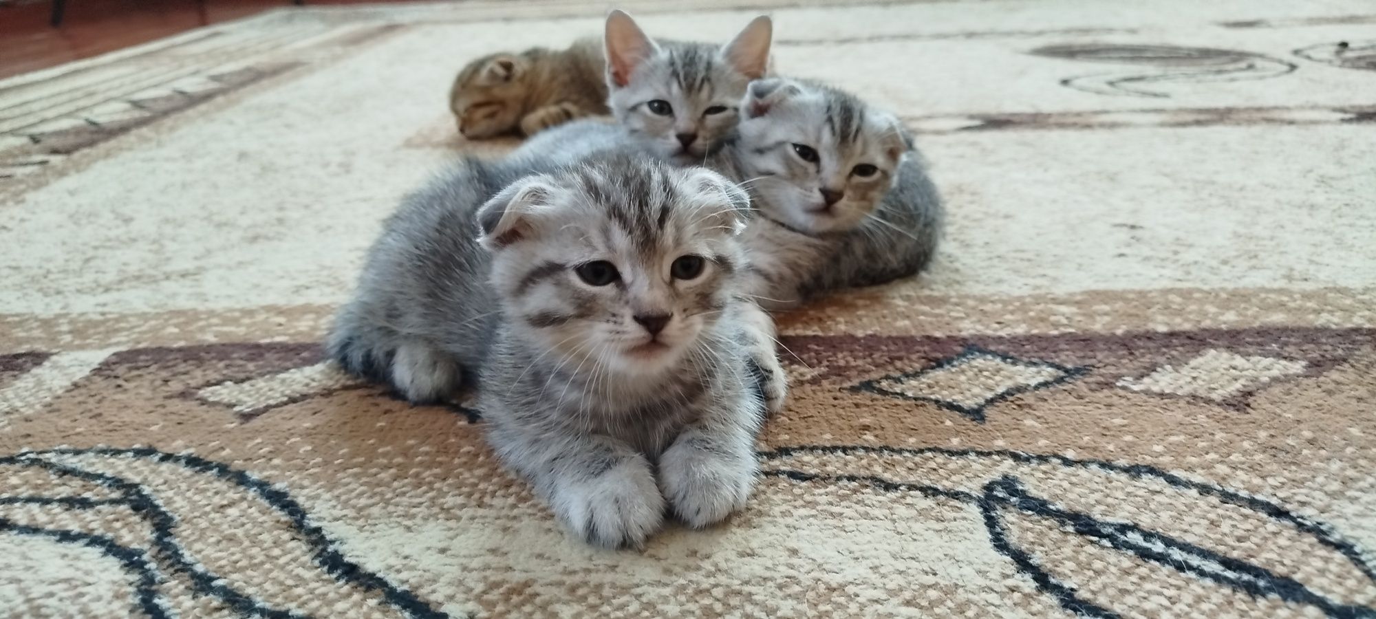 Кошенята котята шотландські