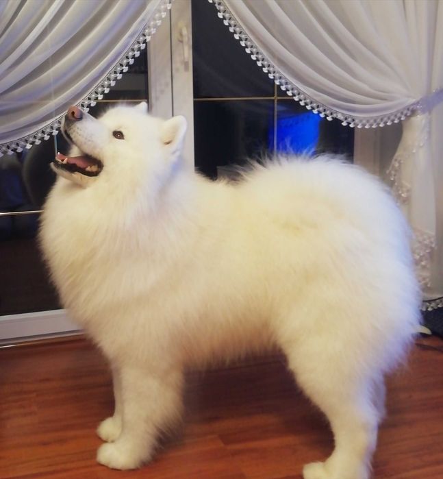 Samoyed Reproduktor