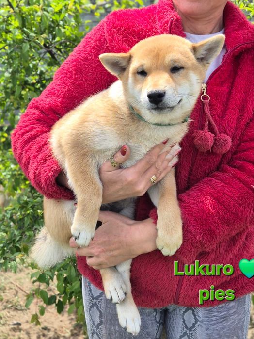 Shiba śliczny piesek