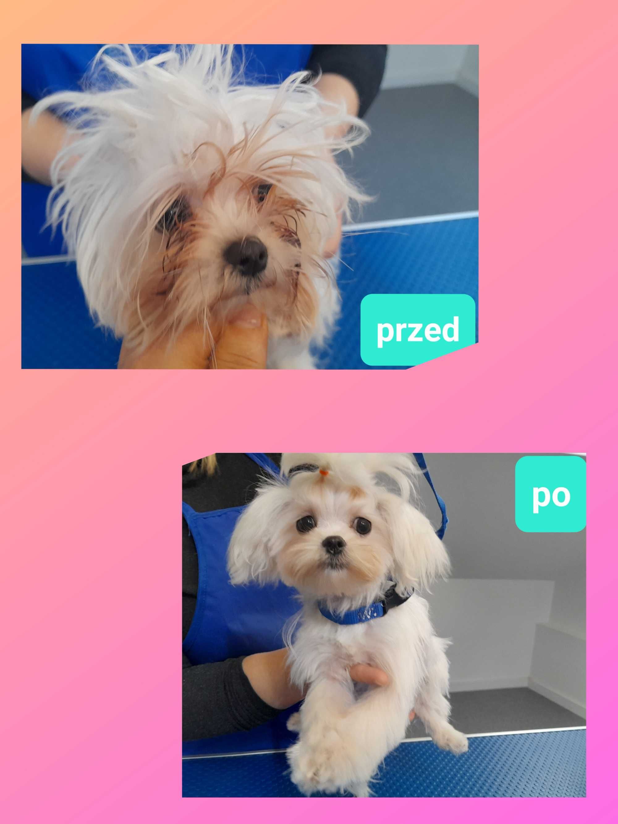 LASSIE salon pielęgnacji zwierząt, psi fryzjer Groomer strzyżenie, spa