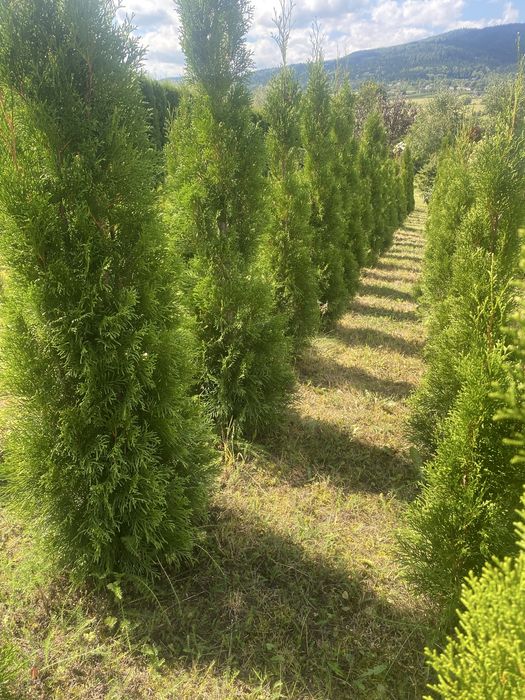 Tuje szmaragd z gruntu