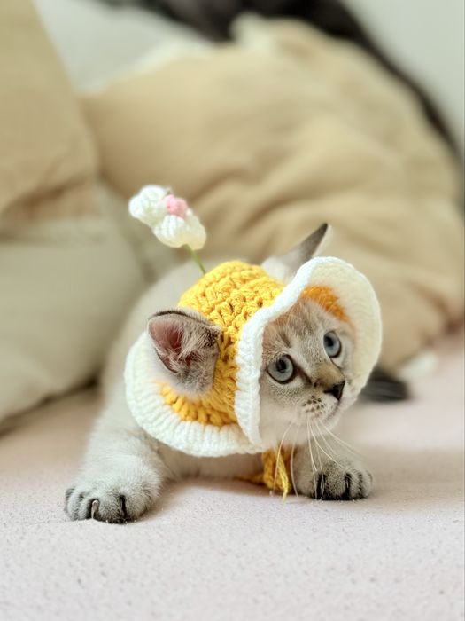 Хлопчик Манчкин