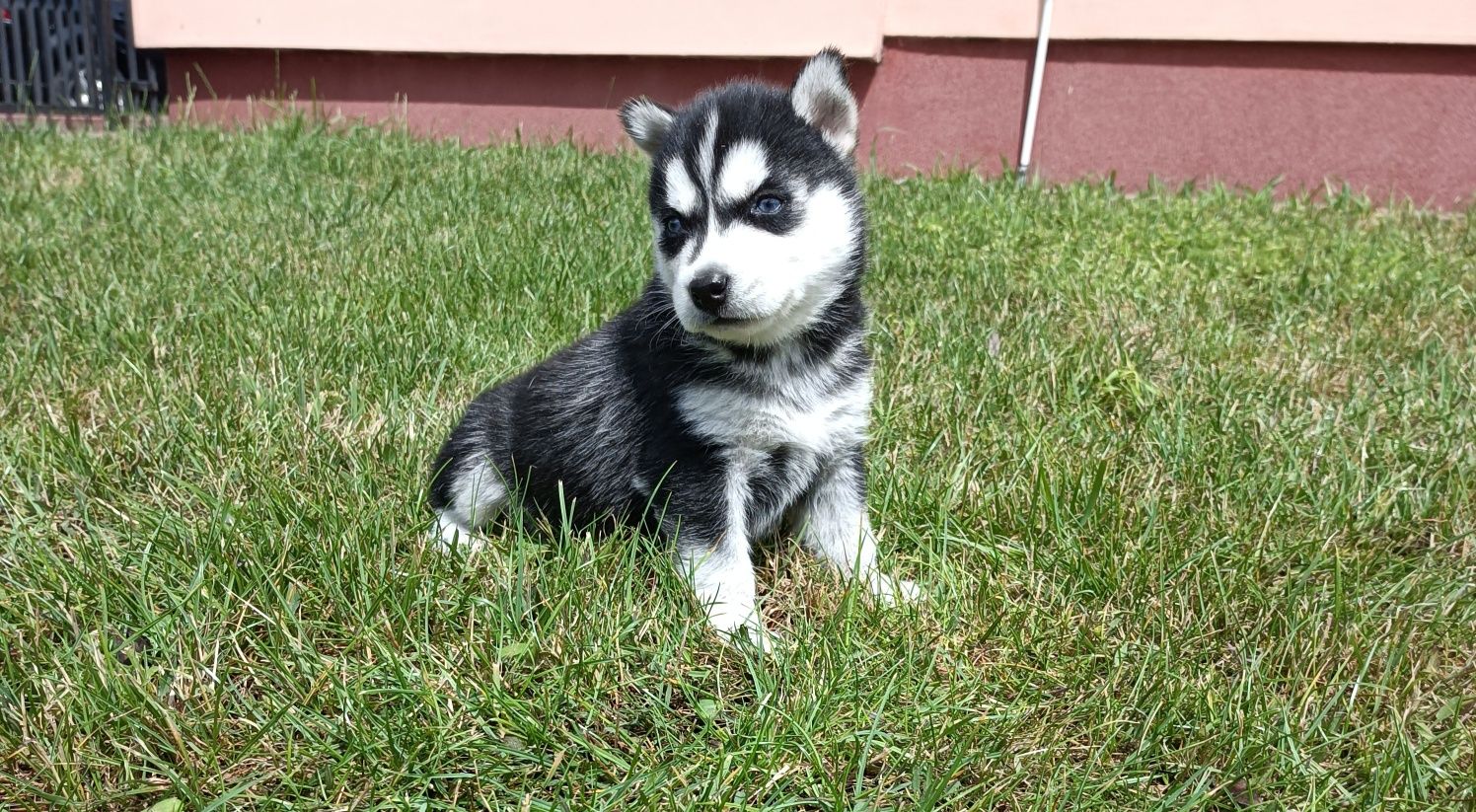 Szczeniaczek Siberian husky gotowy do odbioru.Elitarny rodowód
