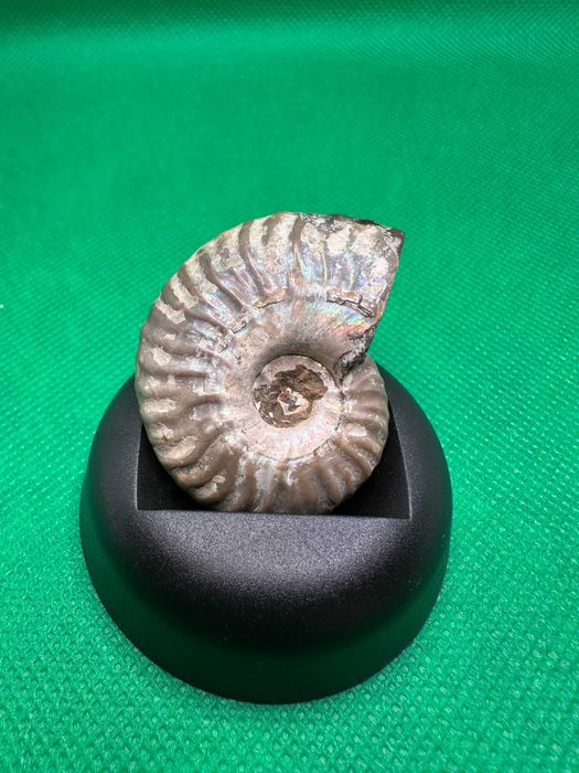 Окаменелость Аммонит Cleoniceras sp. (Мадагаскар - 110 млн. лет)