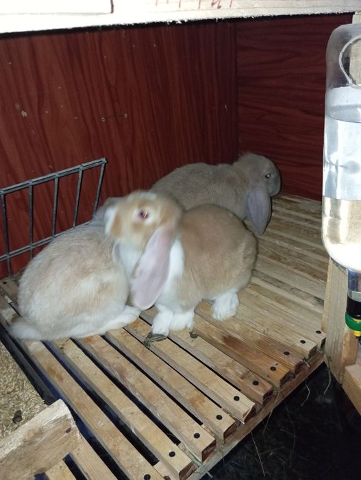 Кролики Французький баран