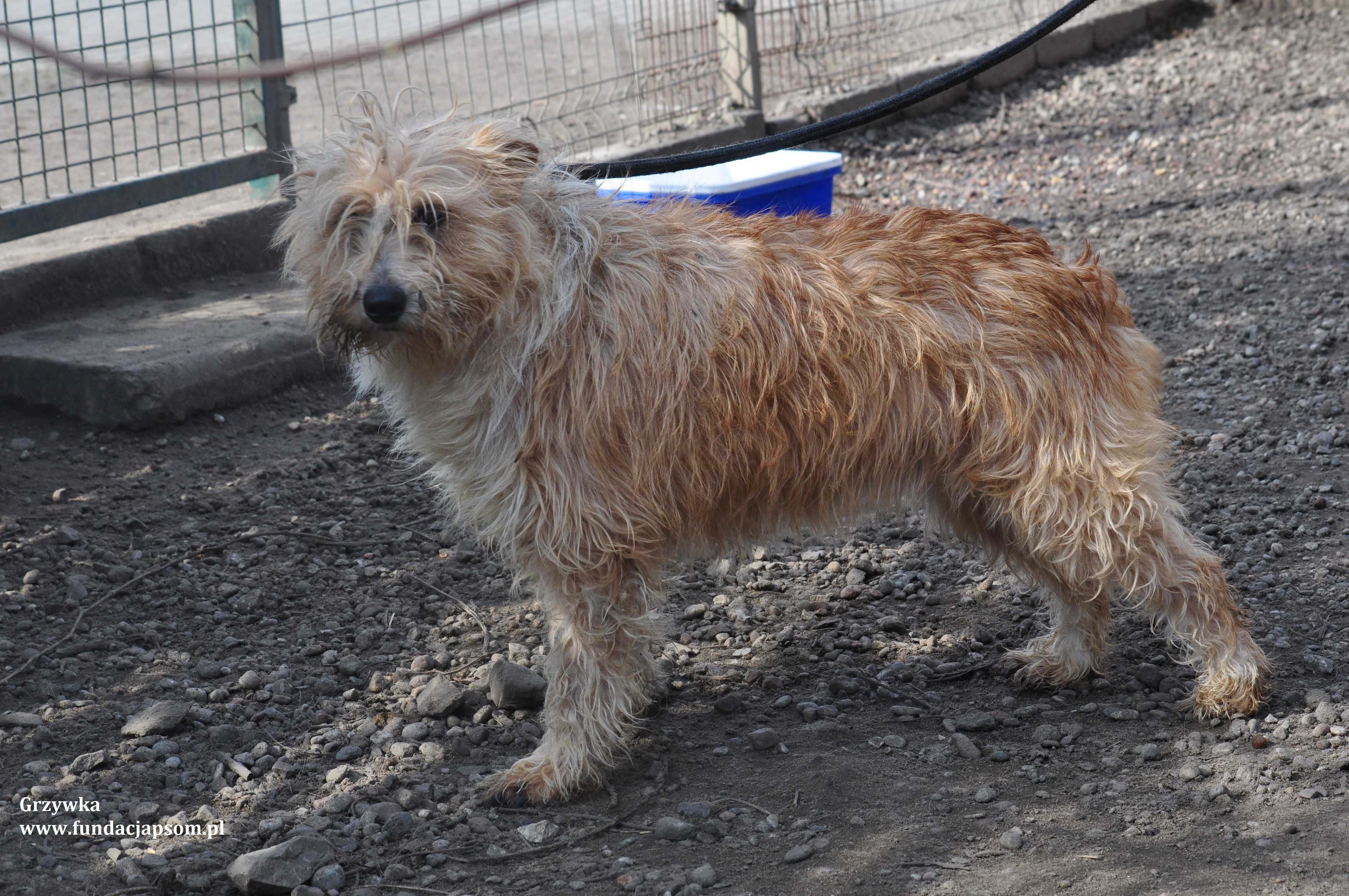 Grzywka- Urocza suczka rozgląda się za nowym domem!