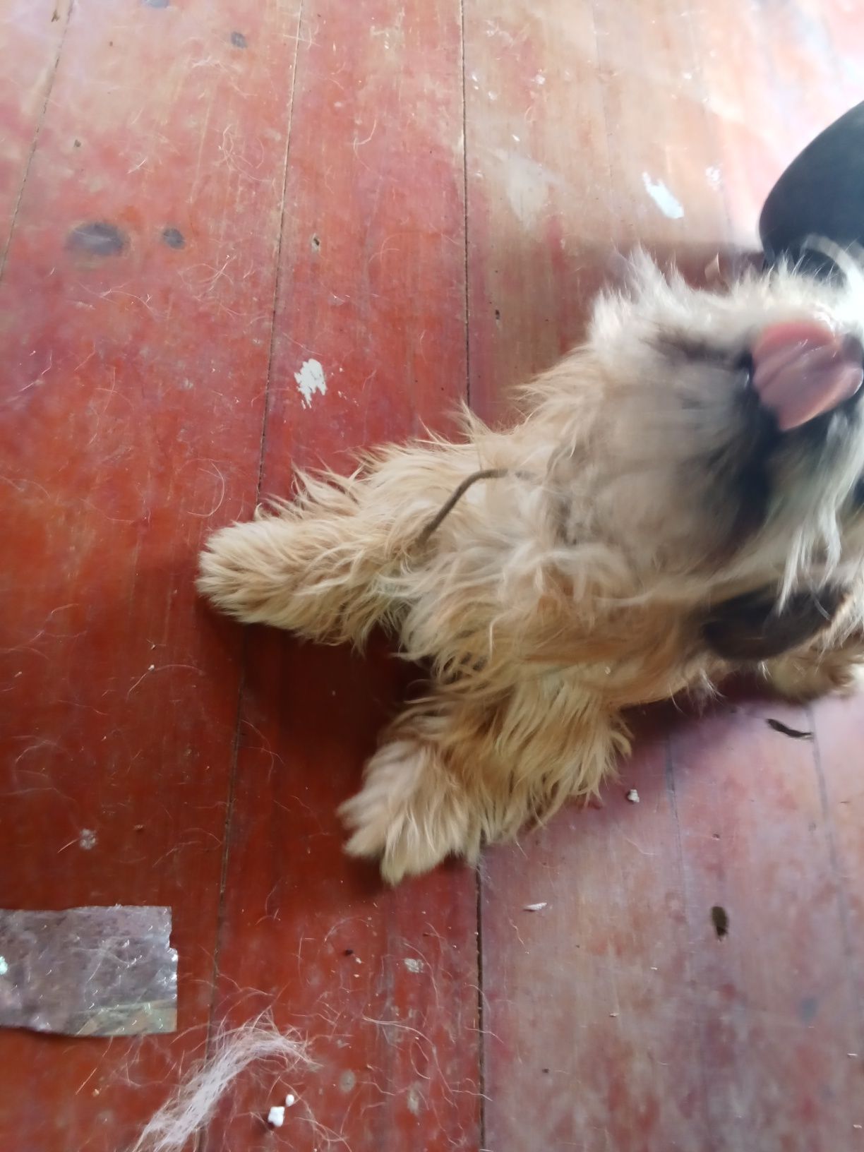 Cadela meiga mistura com Yorkshire