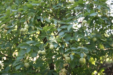 Kłokoczka południowa 100 szt. drzewko różańcowe staphylea pinnata