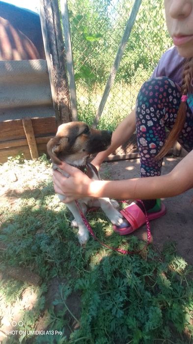 Віддам цюцяна в добрі руки