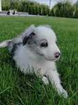 Border Collie Blue Merle suczka