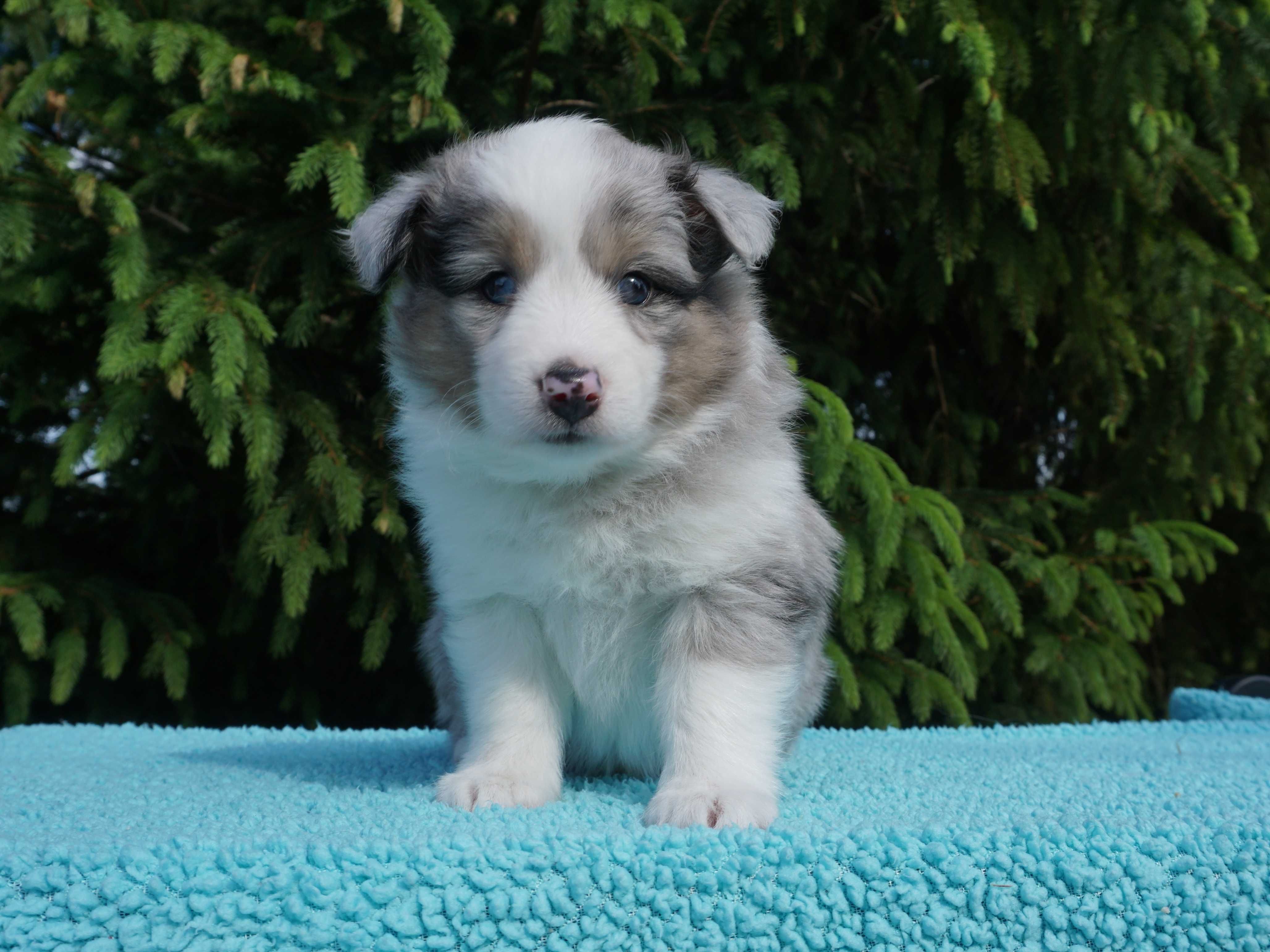 Owczarek szetlandzki, Sheltie, szczeniak PIESEK blue merle FCI