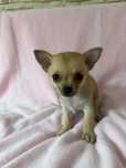 Chihuahua śliczna sunia