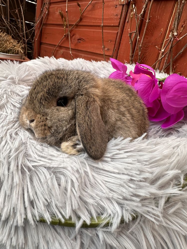 Kroliczki Mini lop legalna hodowla