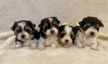- Yorkshire  Terrier - biewer