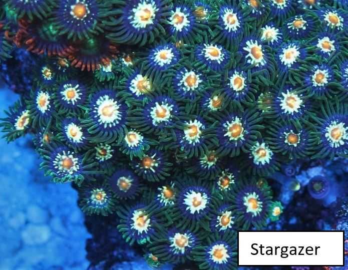 Zoanthus zoa Space Chaos 4polipy, akwarium morskie