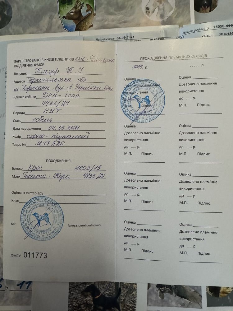 Пропоную Ягдтерєра для вʼязки