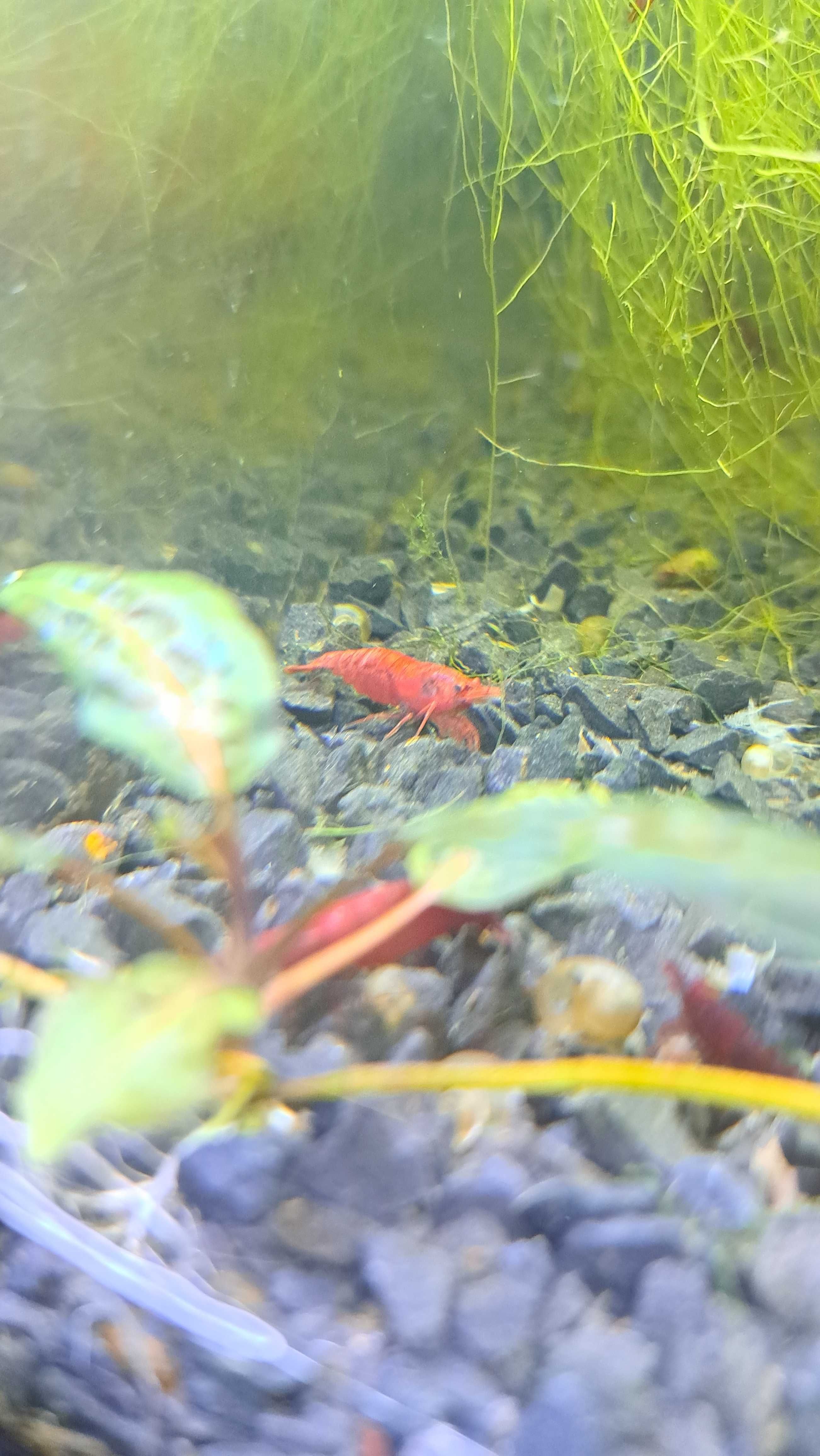 Krewetki red cherry naprawdę RED