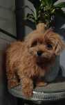 Maltipoo F1 śliczna sunia z Dokumentami