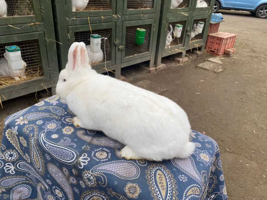 Wiedeński Biały Możliwość dobrania Pary Samiczki i Samczyki