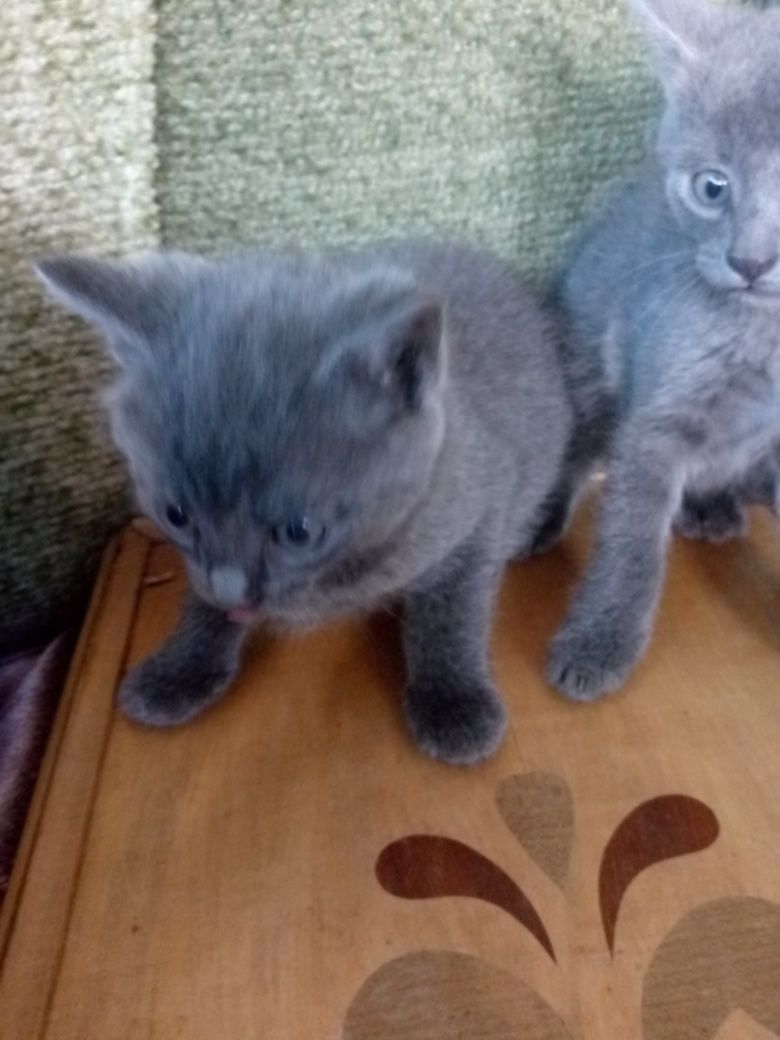 Віддам котики у добрі руки...