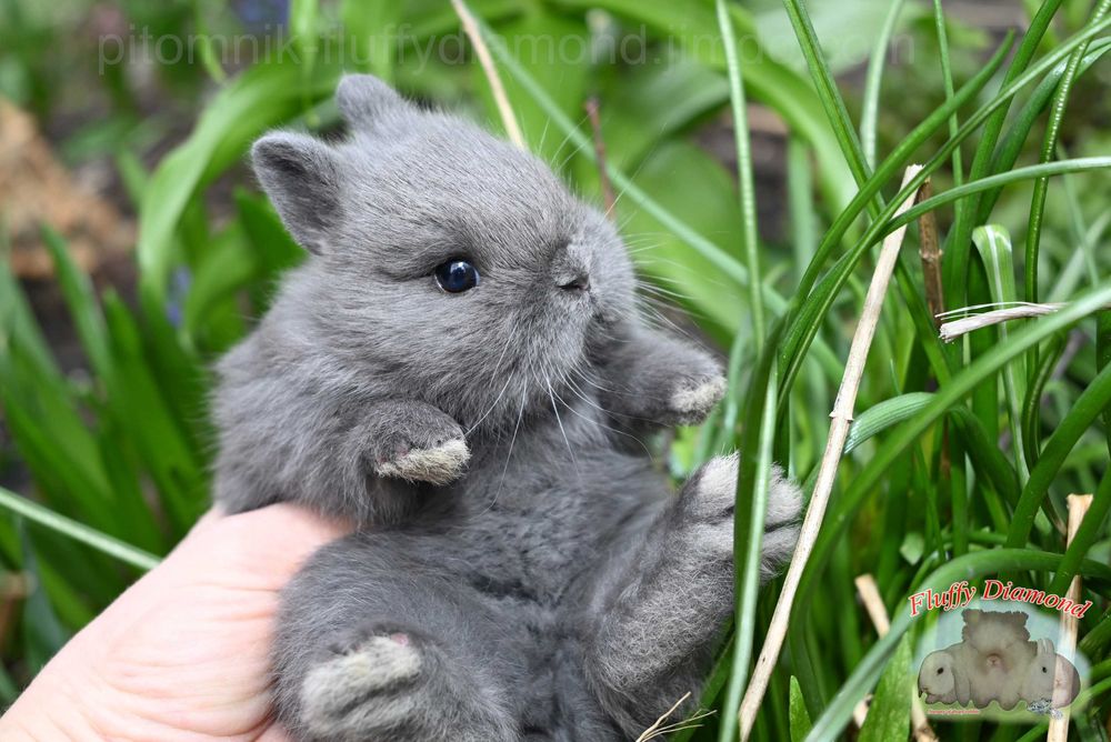 Приголомшливо милий карликовий кролик! Малюк з розплідника
