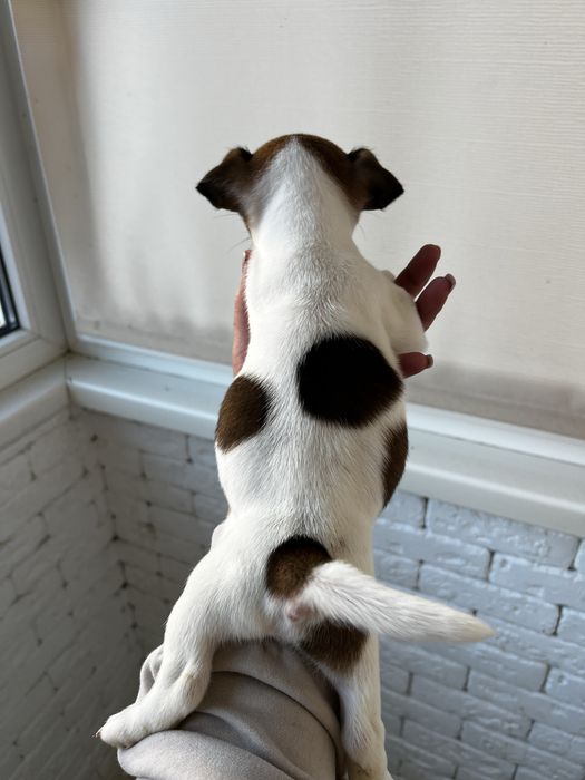 Хлопченятко джек рассел.