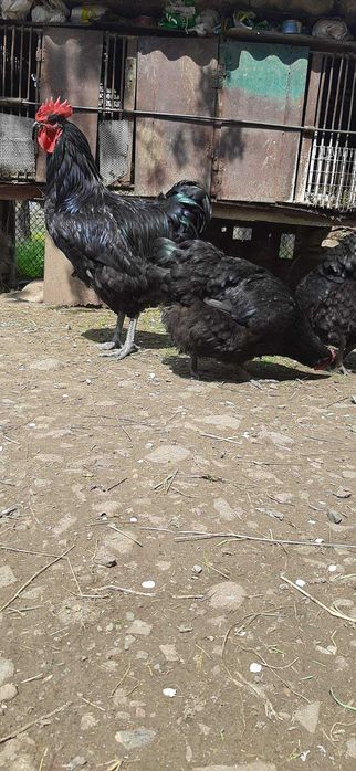 Кури молоді джерсійськийгігант