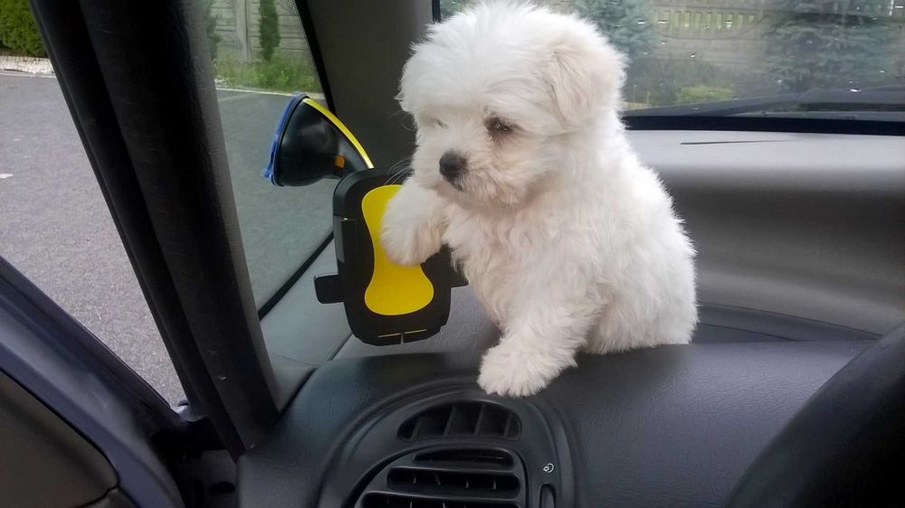 Maltańczyk mini piesek Gotowy do zmiany domu