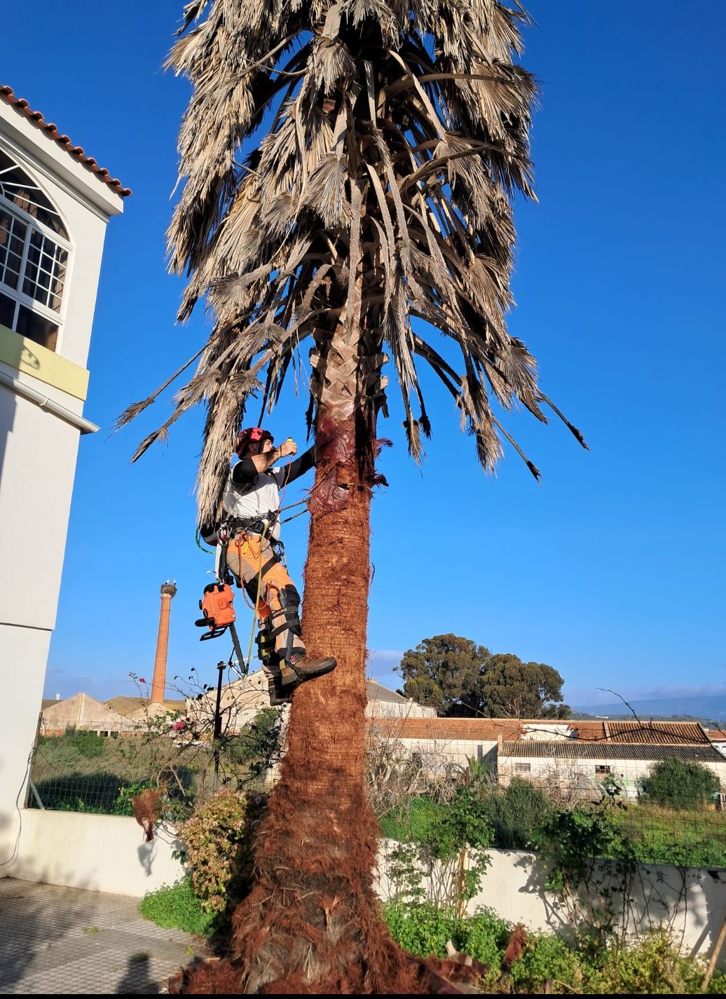 Corte e abate de árvores com elevado grau de perigosidade.
