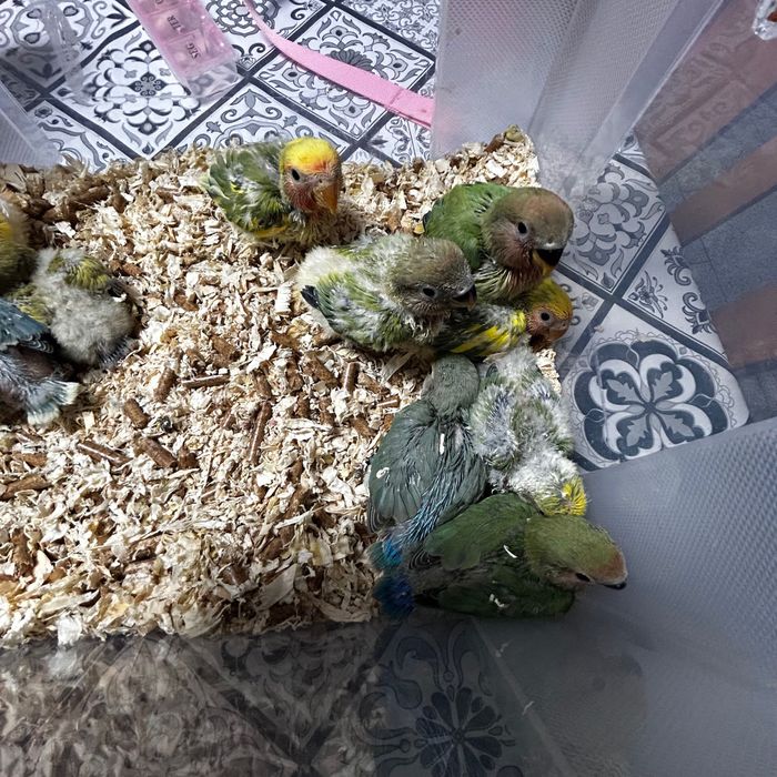 Agapornis roseicollis para criar há mão.