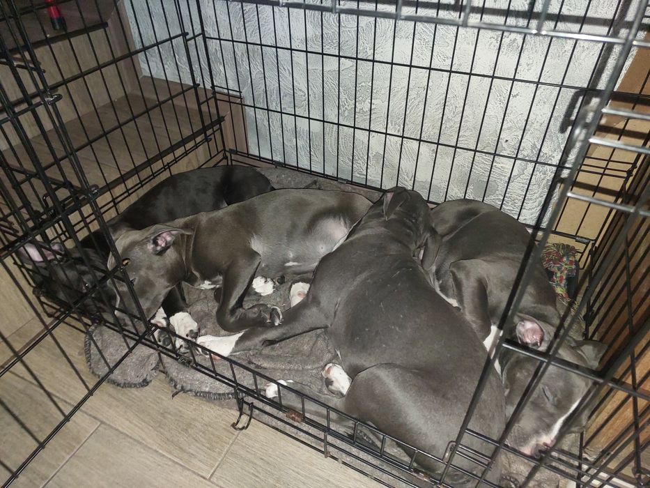 Амстаф, чорно-білі та сірі з гарним родоводом