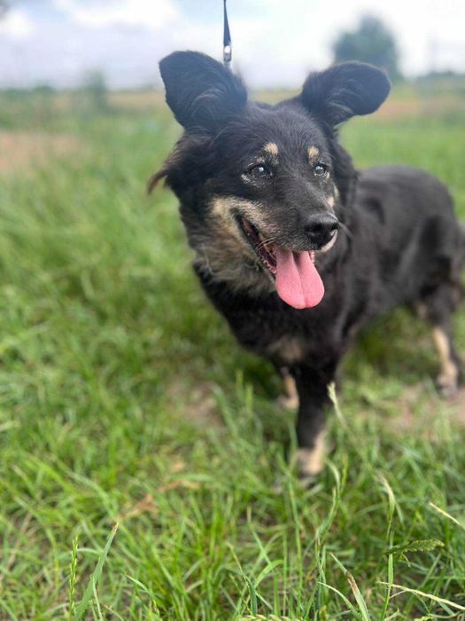 Perełka - 18 letnia suczka w schronisku