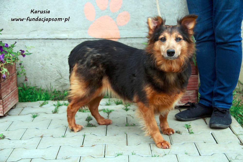 Karusia - delikatna suczka