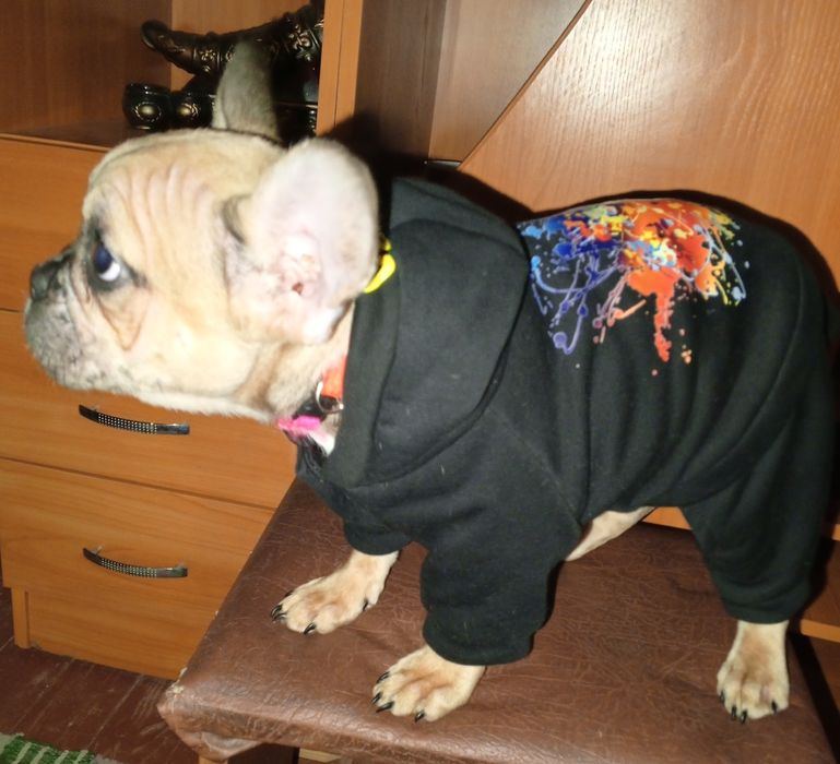 Французькі бульдожки