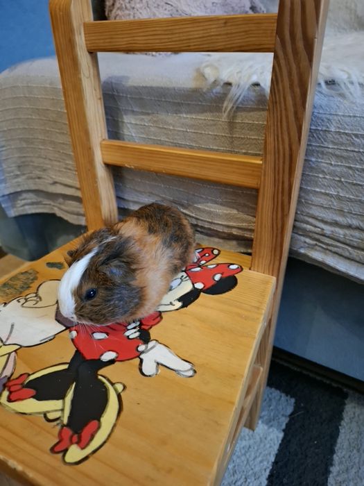 Sprzedam świnki morskie