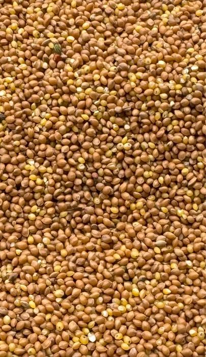 Proso złote przewiane, zbiór 2025r. Ekologiczne