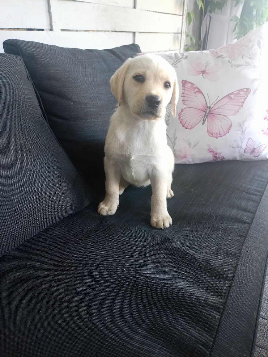 Labrador retriever suczka gotowa do odbioru