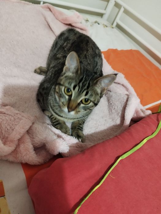 Gatinha para adoção responsável