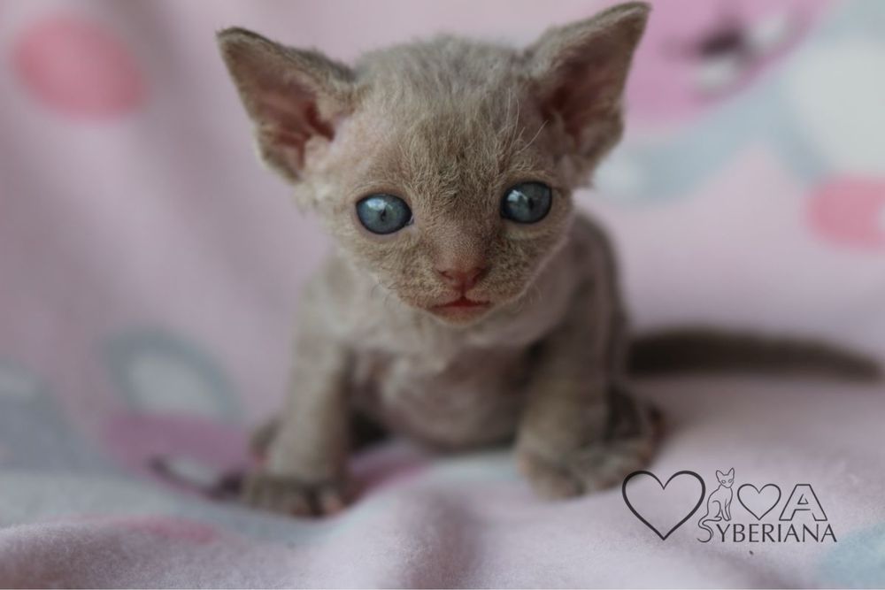 Devon rex Liliowy kocurek