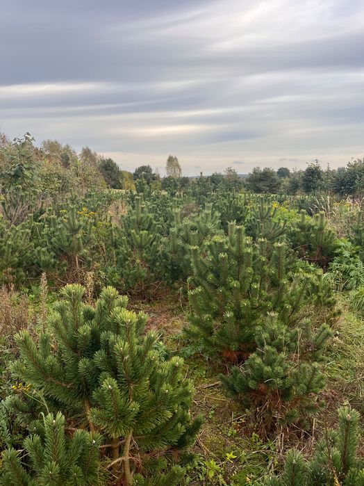 Sosna czarna (łac. Pinus nigra) 100-130 cm Żywopłot