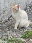 Dou gato branco de rua