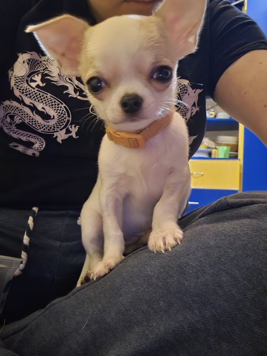 Chihuahua krótkowłosa ZKwP FCI