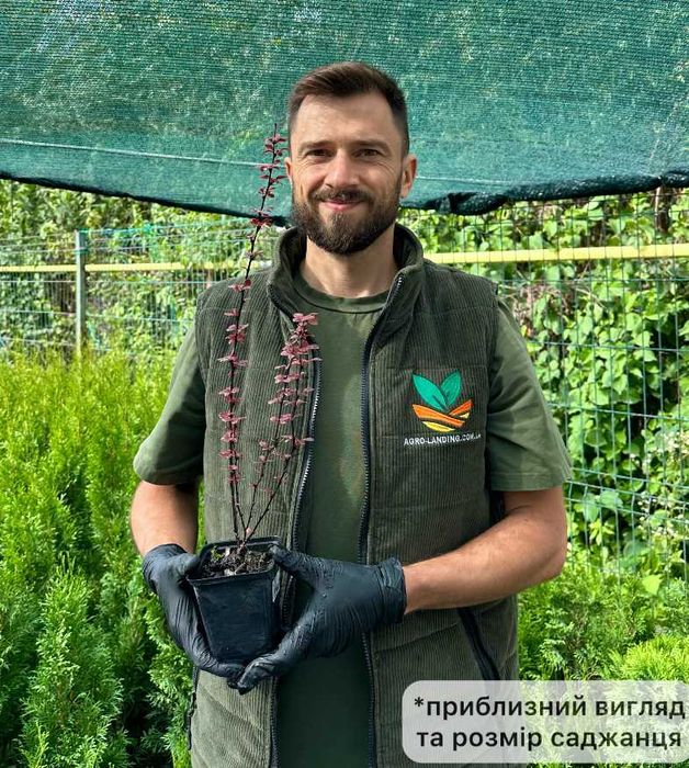 Саджанці барбарису Адмірейшн + Подарунок