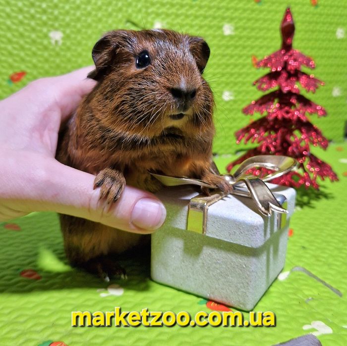 Ваш ідеальний пухнастий друг уже чекає на вас!