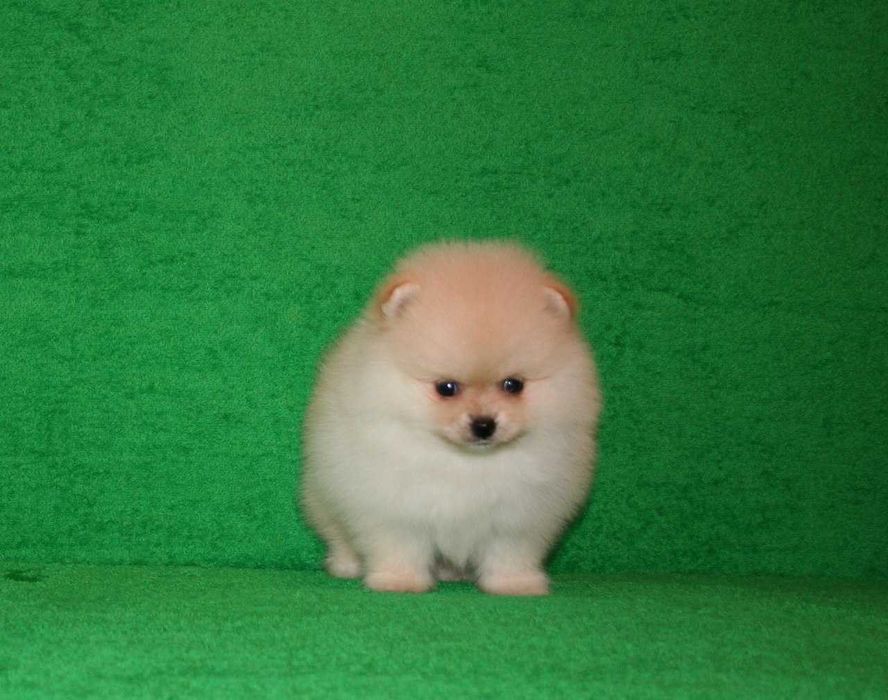 Продаются щенки Померанские Шпицы.