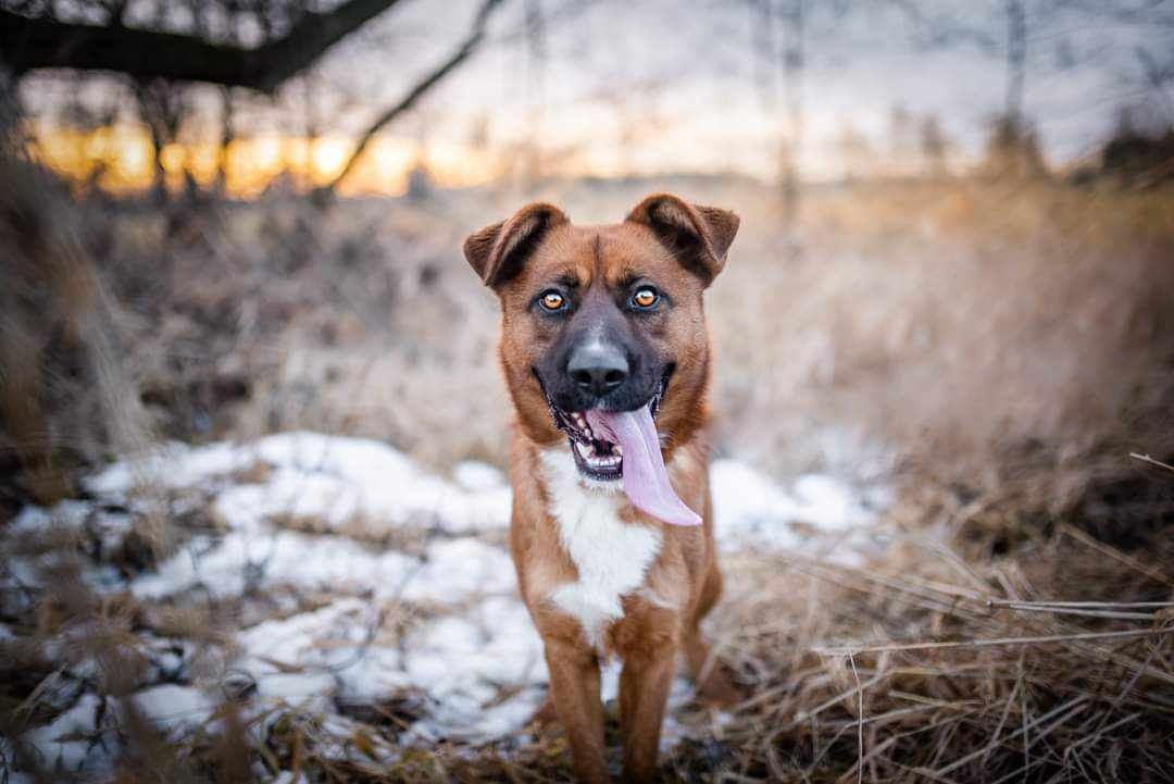 Młody Misiek poleca się do adopcji!