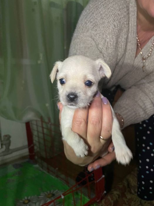 Продам щенков Чихуахуа