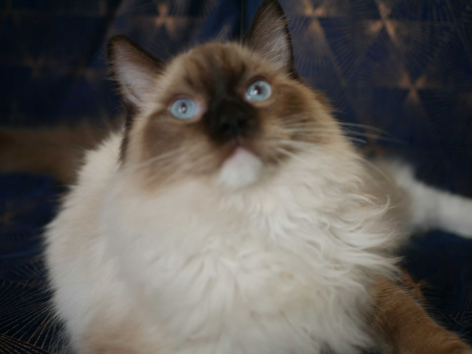 Ragdoll kocur hodowano wystawowy ,FPL,FIFE
