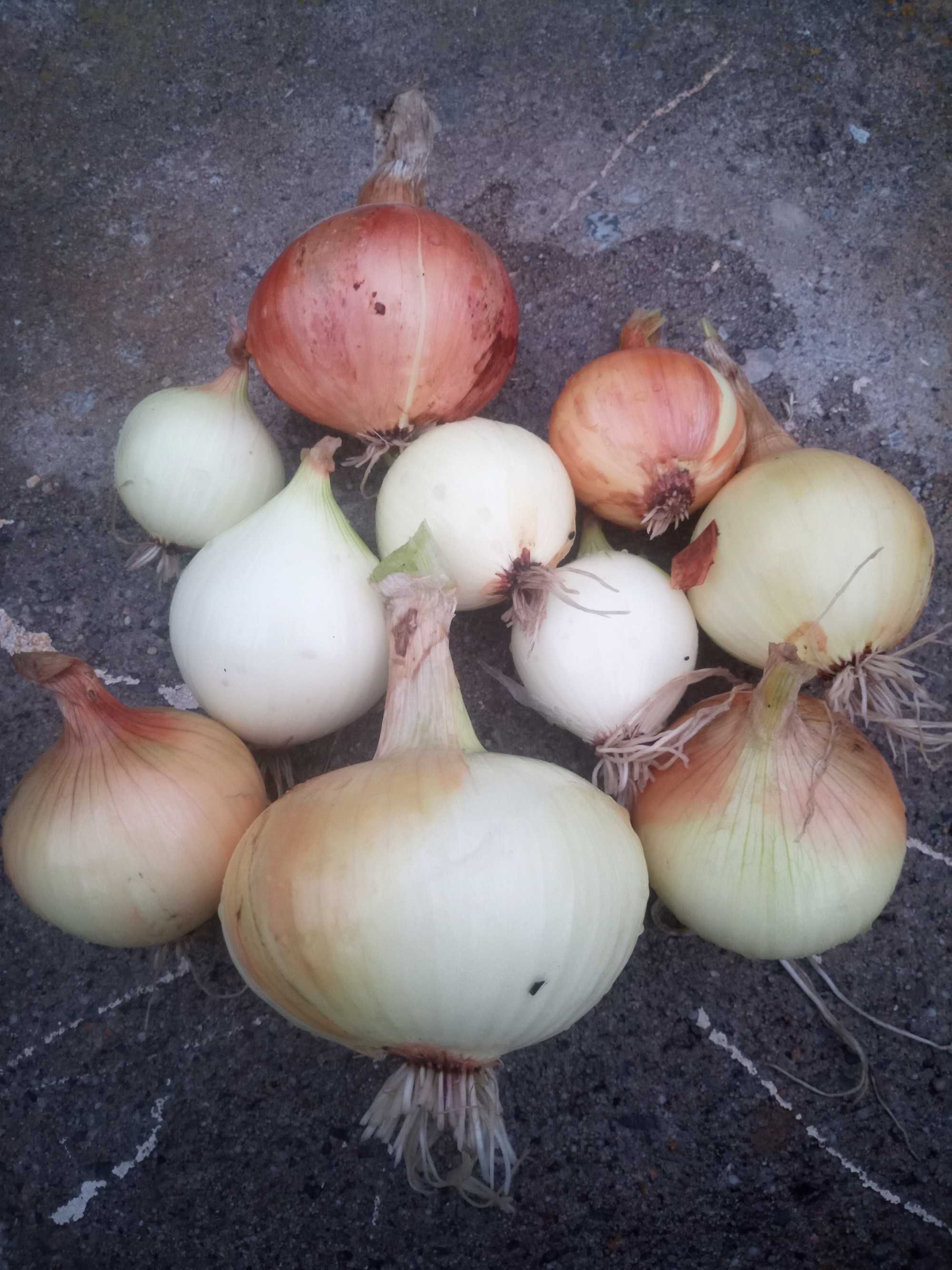 CEBULA ozima z łuską 5 KG