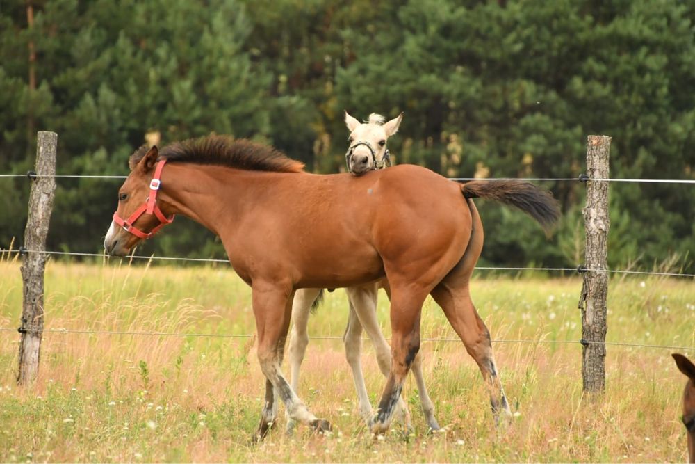 Klaczka AQH na sprzedaz